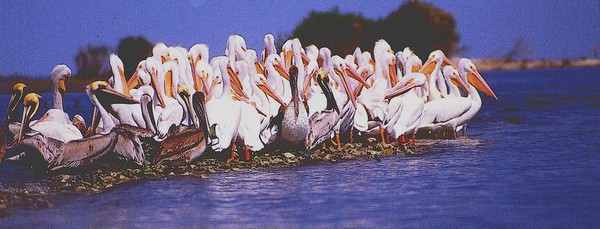 White Pelicans. ©2008, JDS