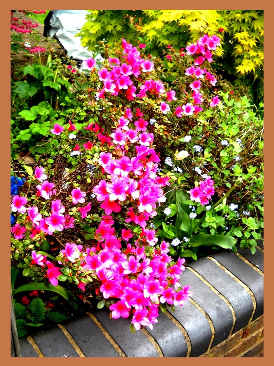 Divine-flowers Happy X'mas