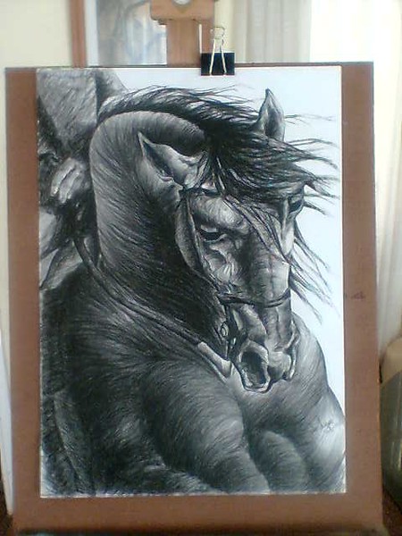 caballo 8