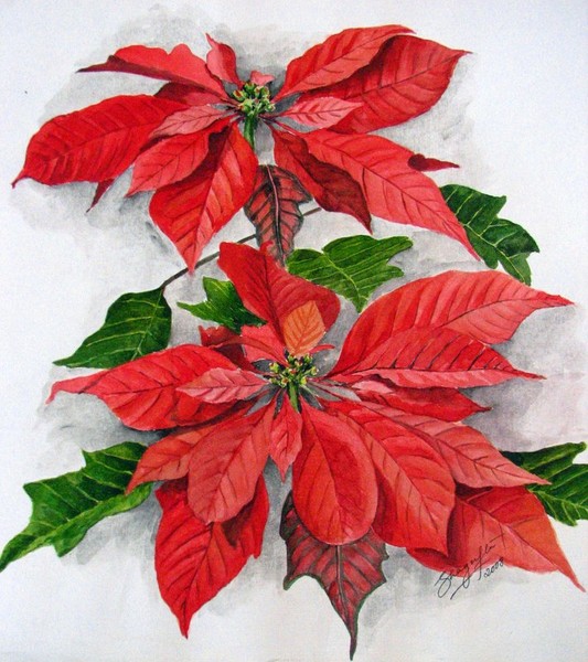 poinsettias