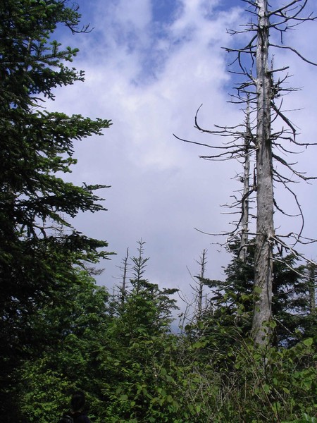 The Appalachian Trail