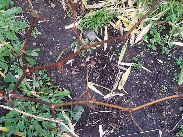 Weeds on Path