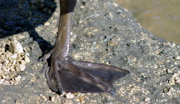 Goose's Foot