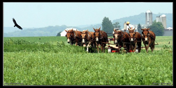 Amish 001