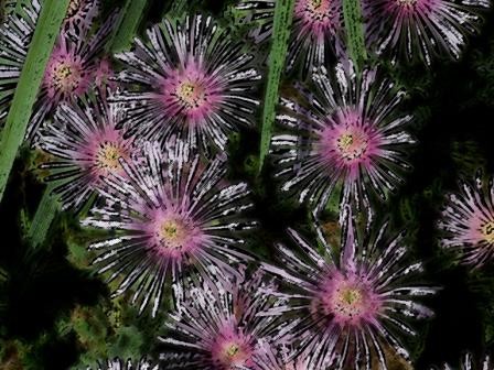 FLORAL FIREWORKS