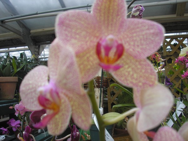 Flowers Closeup