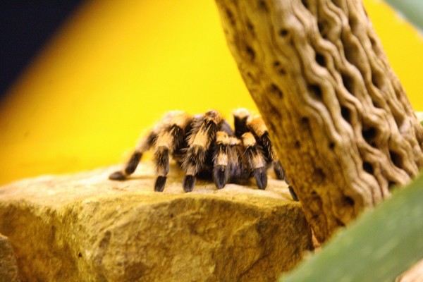 the spider