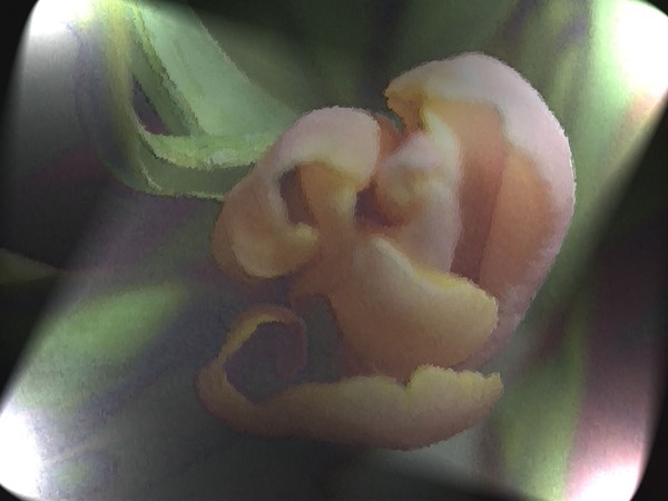 delicate