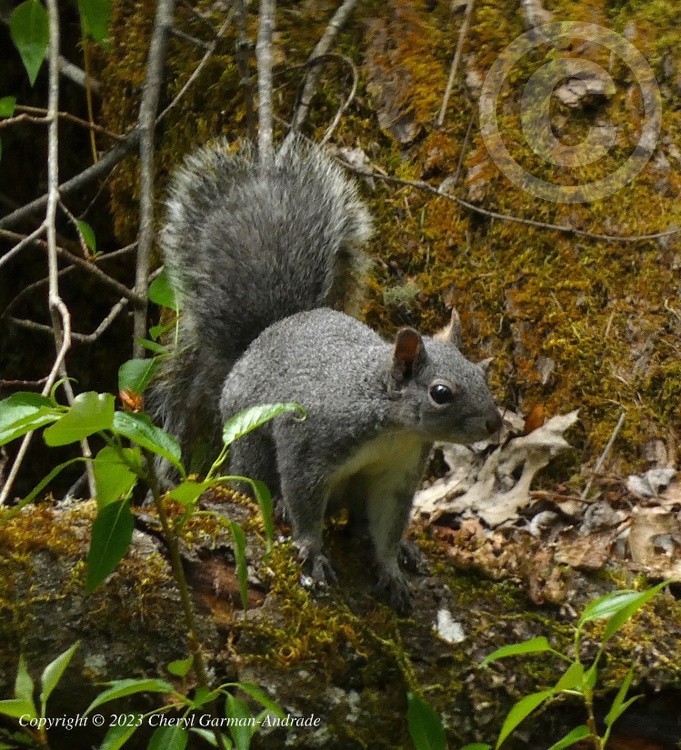 Western Gray Squirrel
