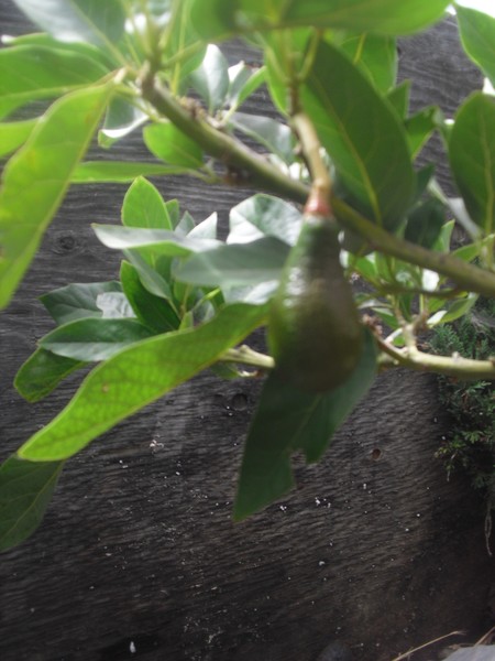 Lone Avocado