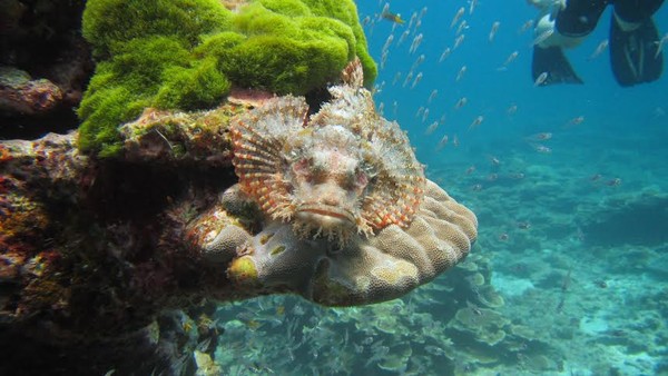 Rock Fish