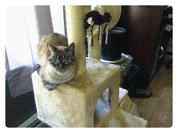 princess enjoying cat condo