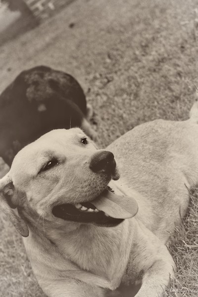 Sampson