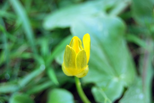 Nikon_03252009_2421