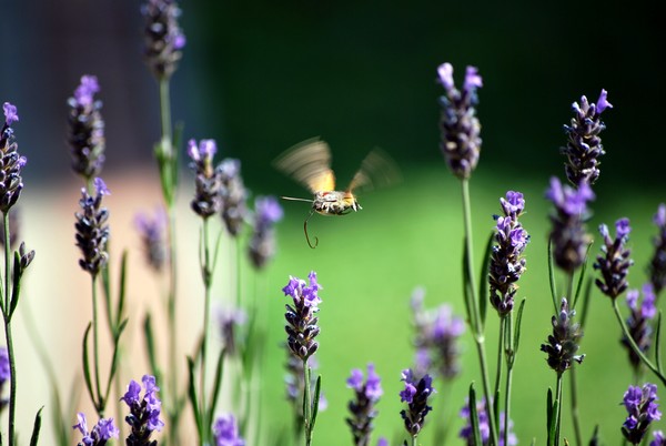 Nikon_06142009_3746