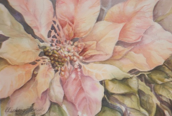 ponsettia,   30x40 cm.