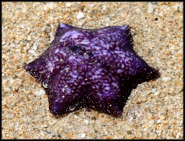 Lonley starfish