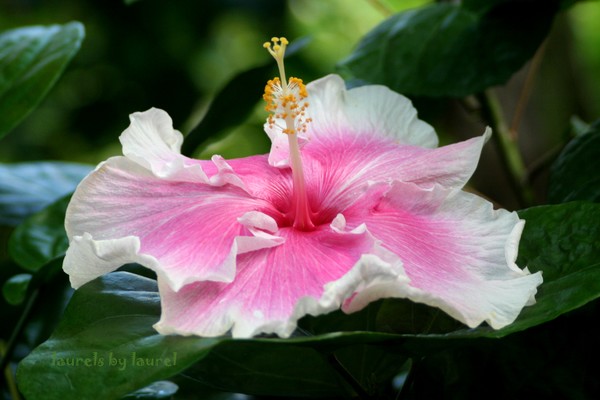 Hibiscus in Pink & White