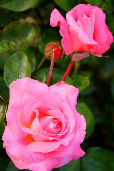 Two Pink Roses