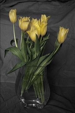 Tulips-002
