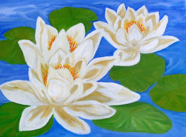 White water lily