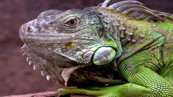 LizardGreen001