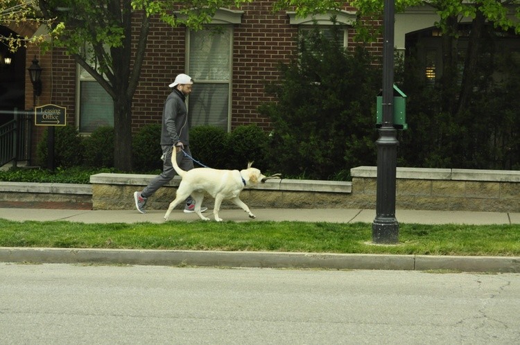 Man walking dog