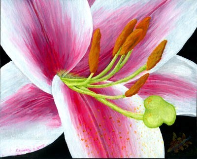 Stargazer Lily Print