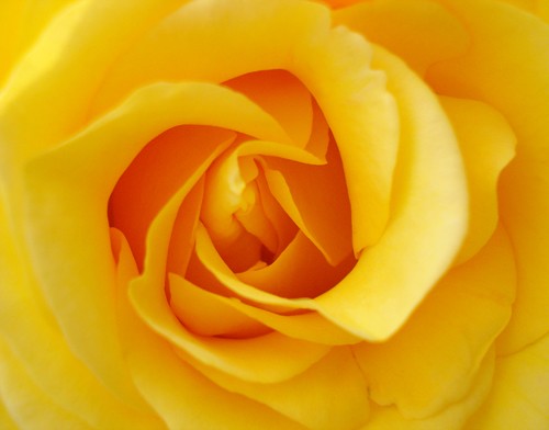 SunRose
