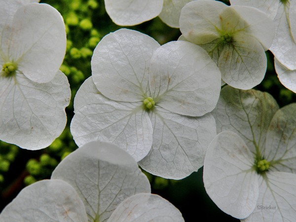 Oakleaf Hydrangea In Macro