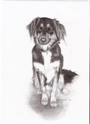Molly Dog 2