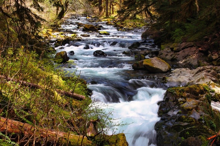 on the way to Sol Duc Falls