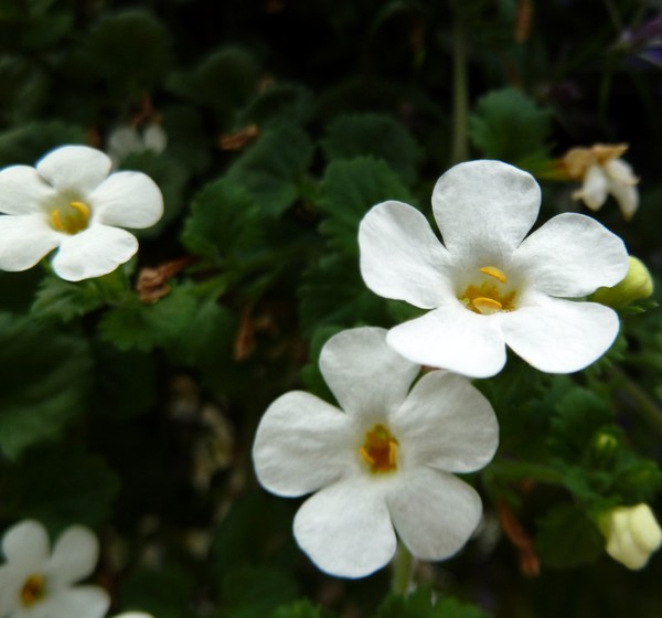 Tiny Blooms