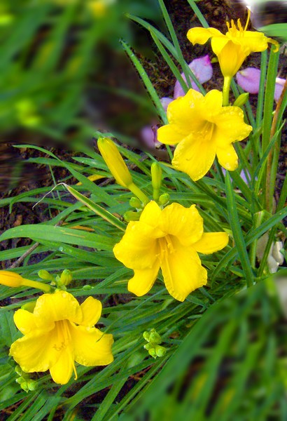 Daylily Quartet