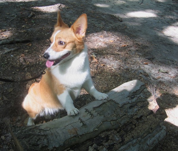 Dog, with Log