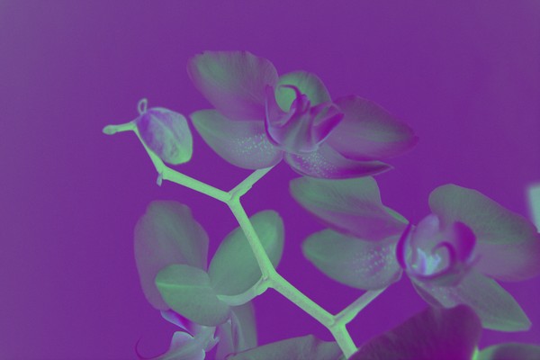 Orchid