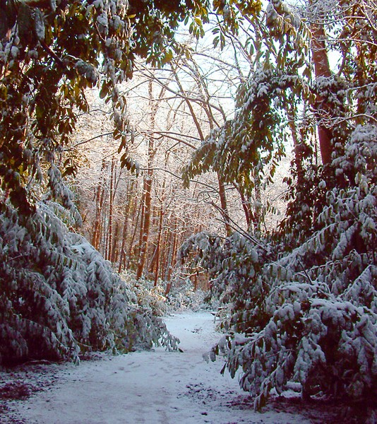 winterwoods2