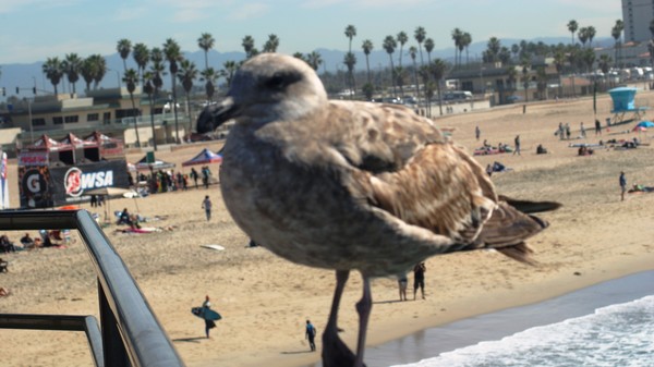 Hanging out with a sea gull