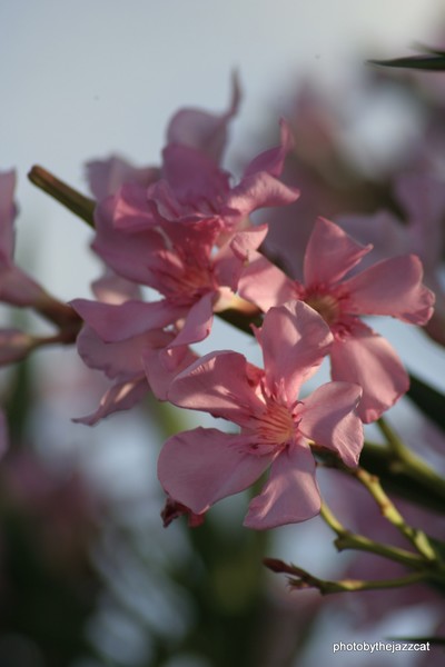 pink oleander