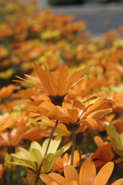 mexican daisies