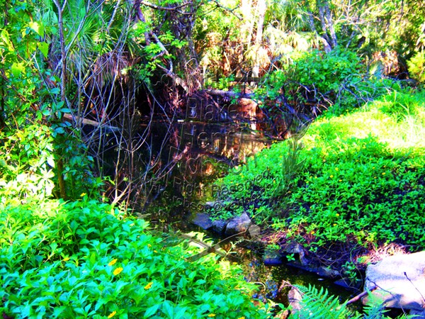Tropical Jungle & Blackwater Stream Steps Ruins