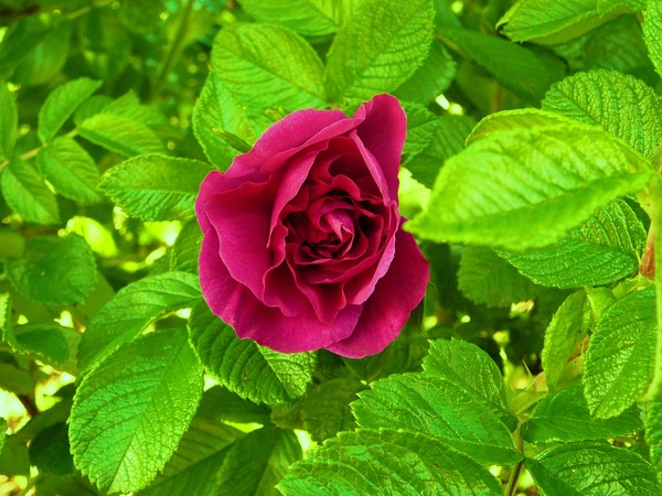 wild rose