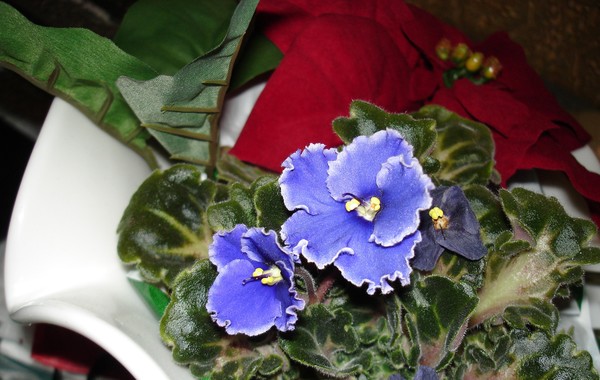 Winter Beauty - Violet