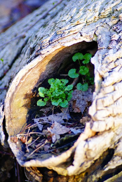 Natures Planters