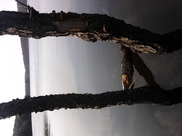 trees + reflextion