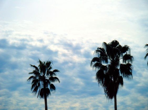 Palm Trees