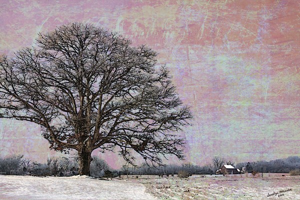 Big Oak Tree in Farm