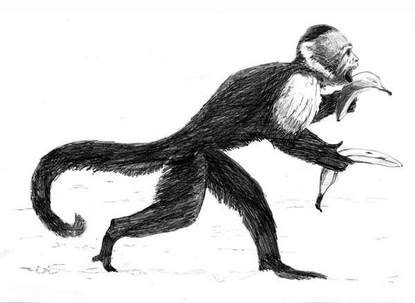 duncan 6