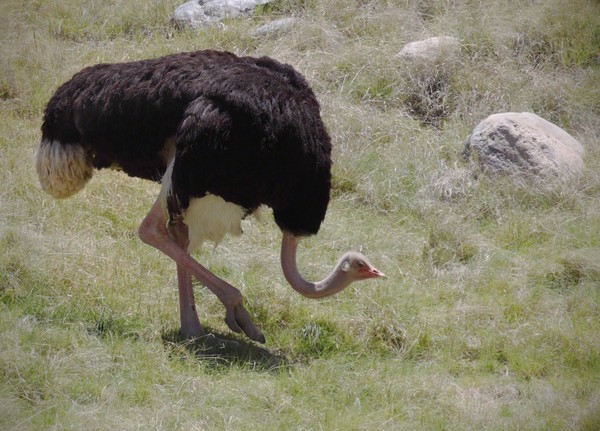 Ostrich #1