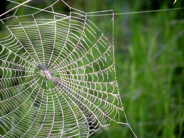 morning web
